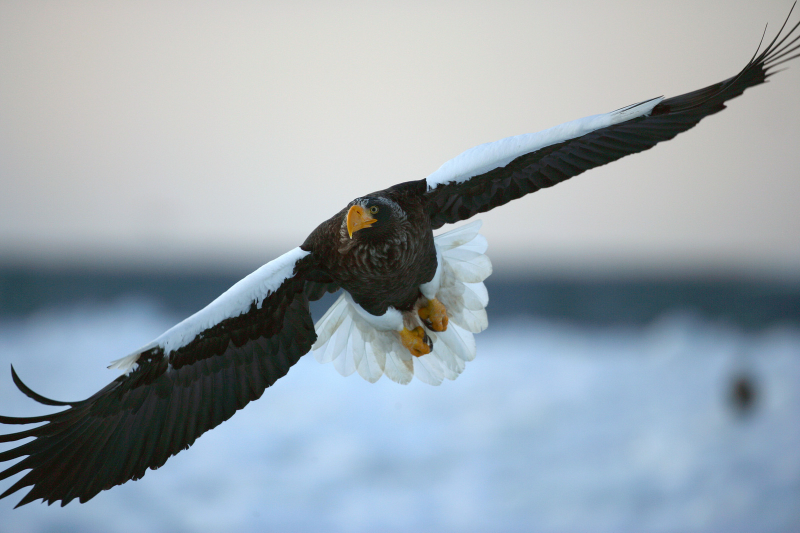 ホテル知床 【写真旅♪】写真愛好家集合！知床の自然いいトコ“撮り”あなたの画像をホテル公式SNS掲載 ☆夕食はフリードリンク付きバイキング☆1泊2食付☆彡