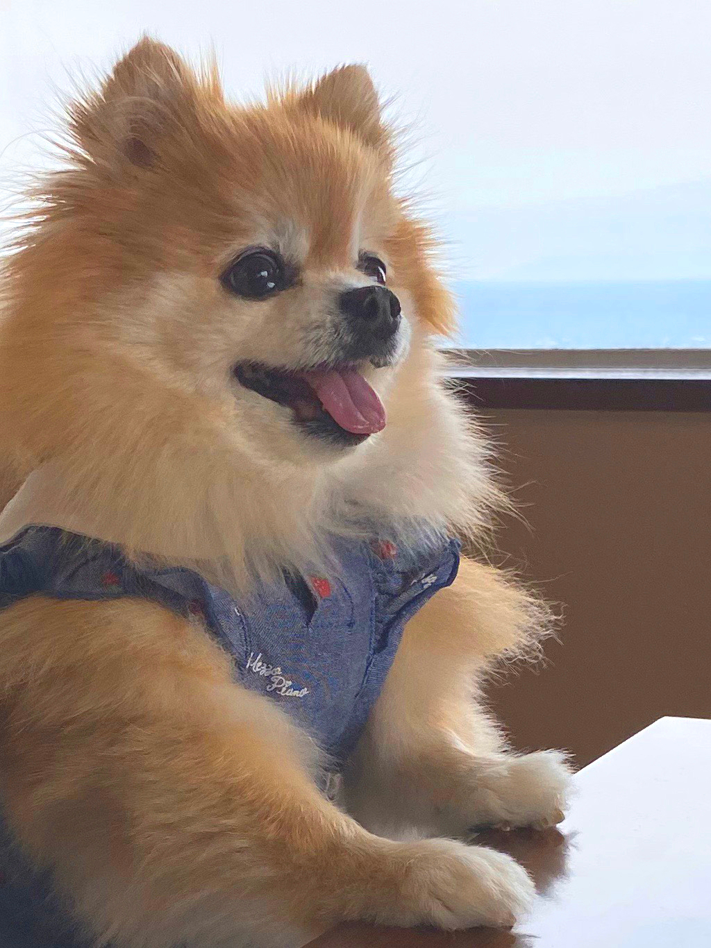 ホテルノイシュロス小樽 【ペット可！愛犬も可愛い家族の一員】露天風呂付客室　わんちゃんといつも一緒　『２食付　LOVE　ワンちゃん★プラン』
