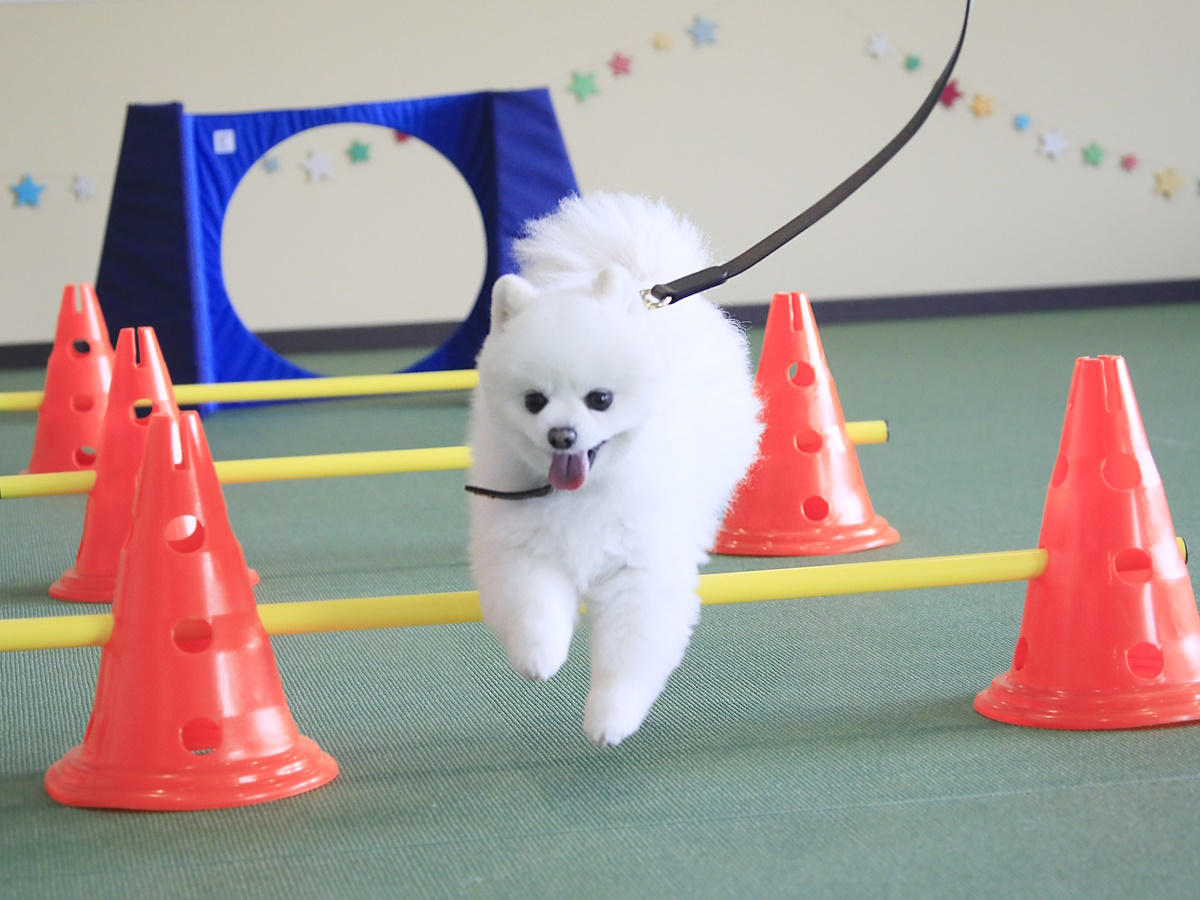 ゆとりろ洞爺湖 愛犬と一緒∪・ω・∪【冬の特別SALE】屋内ドッグランやおやつbarを満喫＜■特選会席／部屋食＞