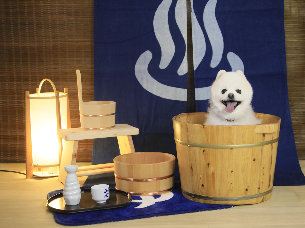 ゆとりろ洞爺湖 愛犬と一緒∪・ω・∪【素泊まりプラン】最終イン24時！愛犬と洞爺で気軽な温泉ステイを愉しむ！＜素泊まり＞