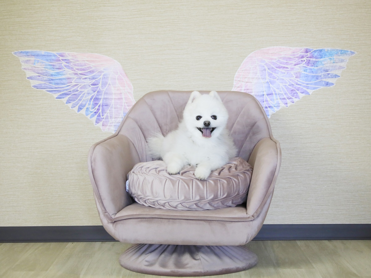 ゆとりろ洞爺湖 愛犬と一緒∪・ω・∪【直前割】直前のご予約で愛犬0円＆1名様2200円引き＜★スタンダード／部屋食＞