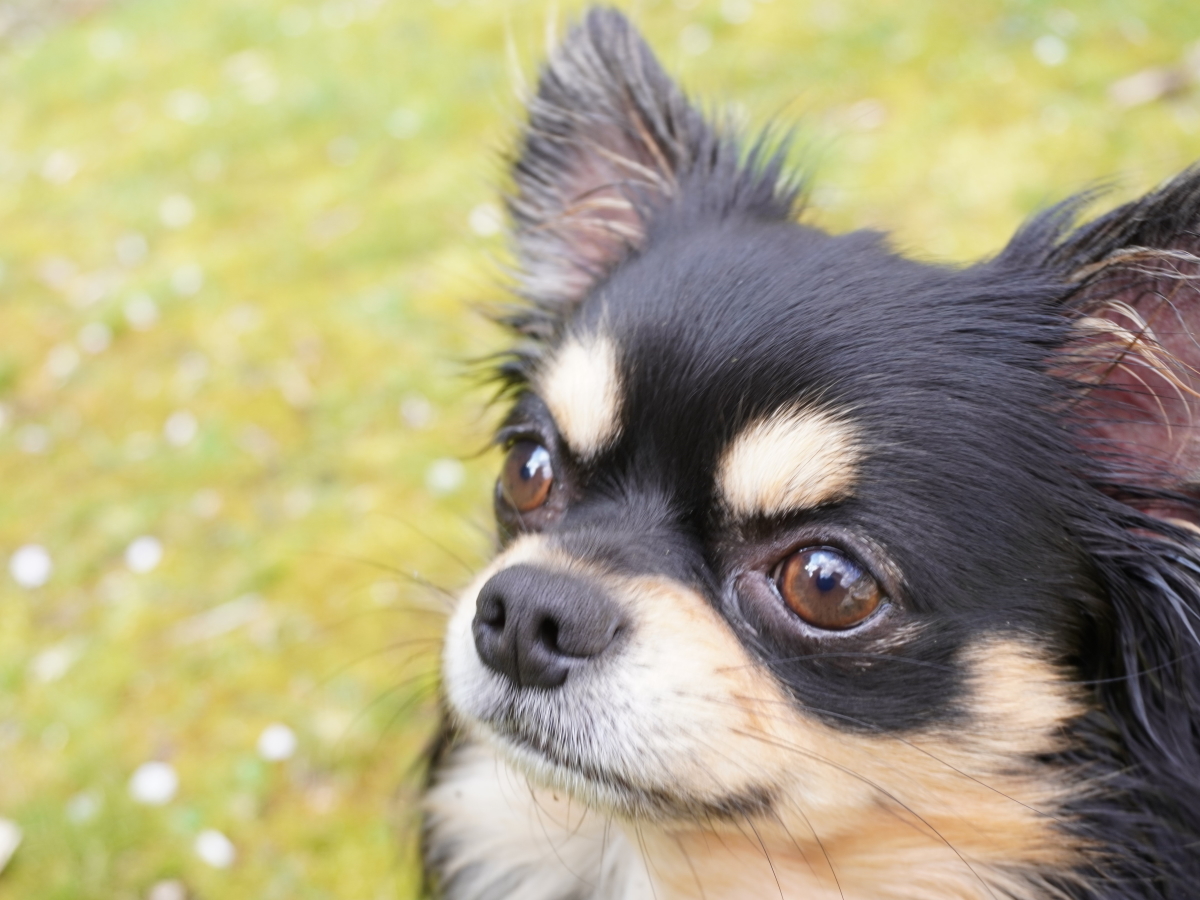 ゆとりろ洞爺湖 愛犬と一緒∪・ω・∪【特選会席料理】愛犬と最上級会席をお部屋で堪能＜■特選会席／部屋食＞