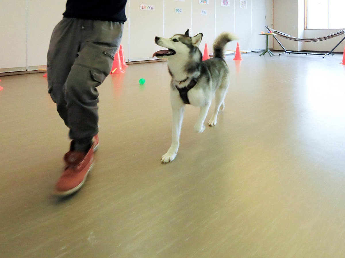 ゆとりろ洞爺湖 愛犬と一緒∪・ω・∪【朝食付プラン】最終イン24時！朝食付きプランで愛犬と温泉旅！＜朝食付き＞