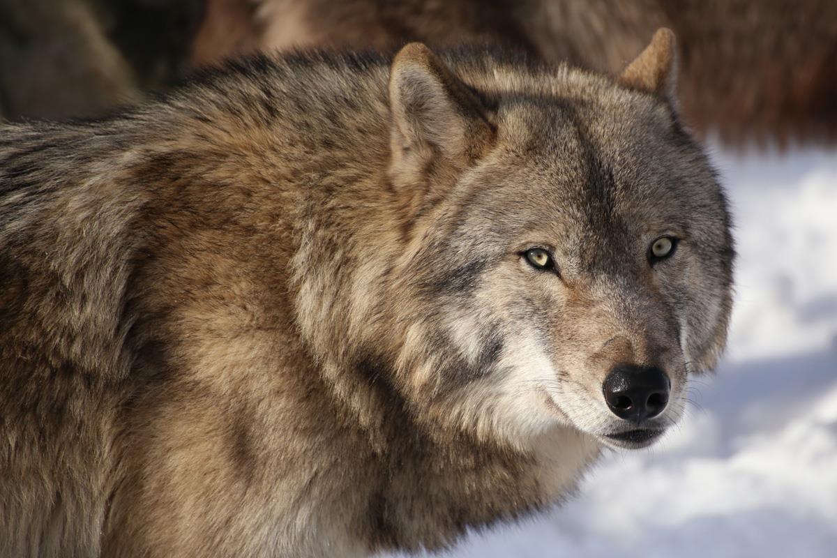 旭川トーヨーホテル ファミリー旅行応援♪間近で見よう☆旭山動物園入園券付≪素泊≫
