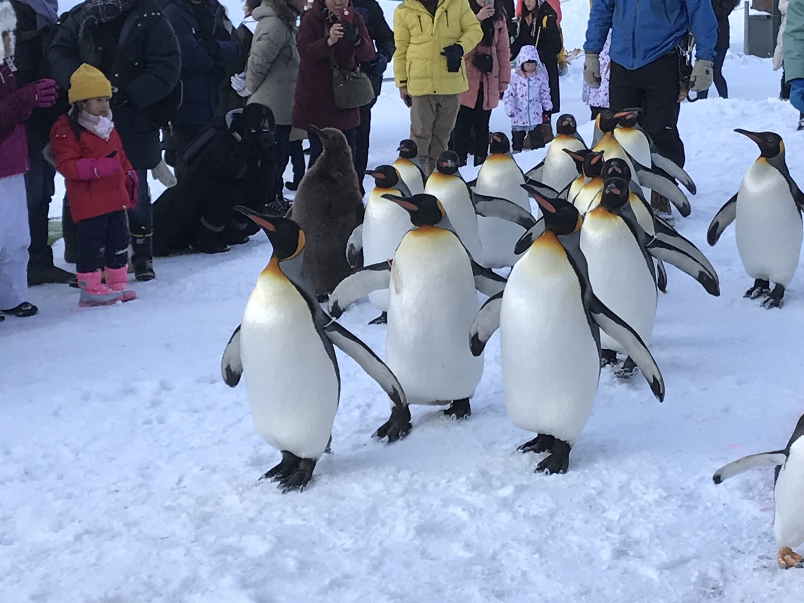 旭川トーヨーホテル ファミリー旅行応援♪間近で見よう☆旭山動物園入園券付≪朝食付≫