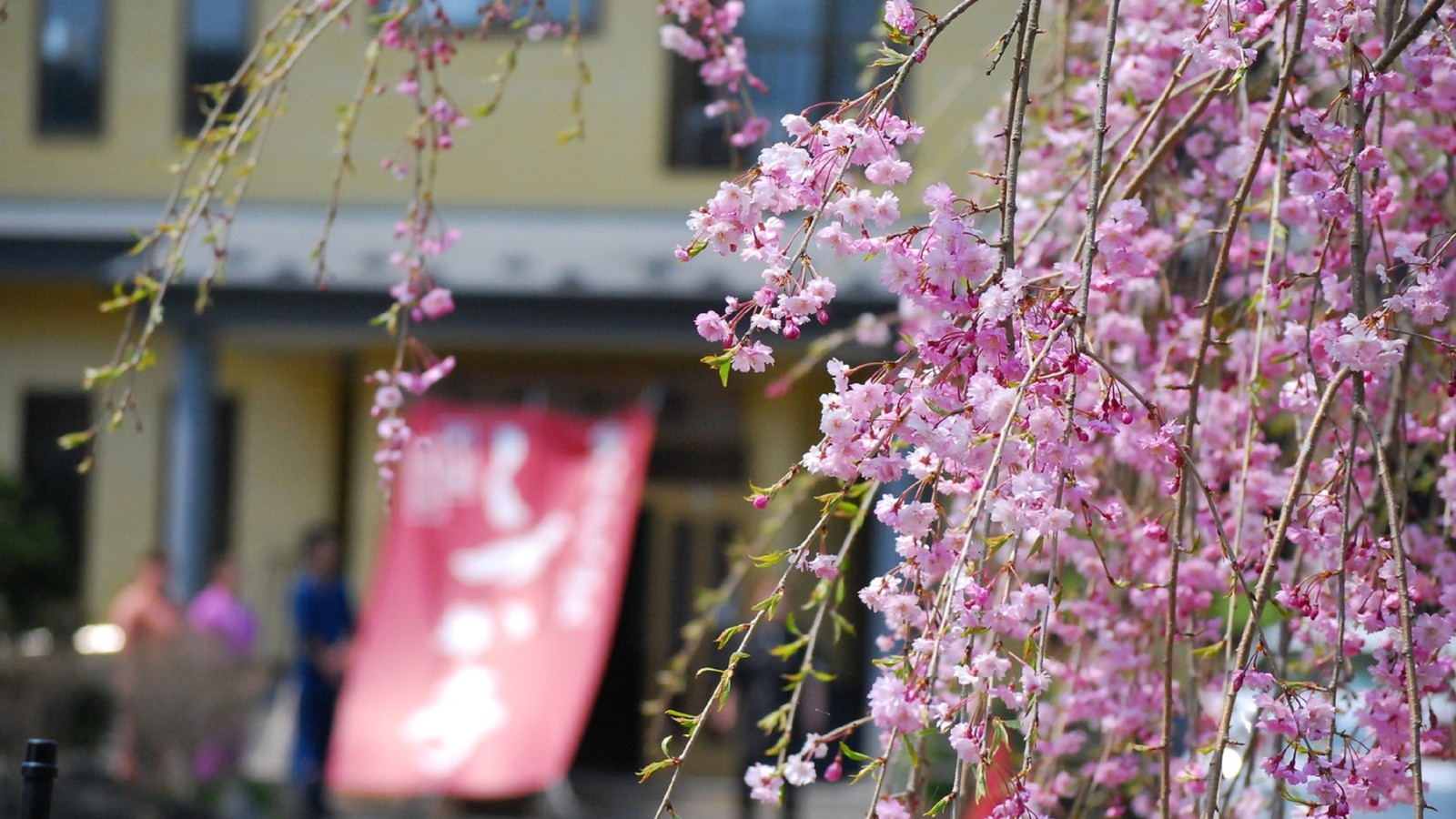 奥州平泉温泉 そば庵 しづか亭 外観＿しだれ桜2