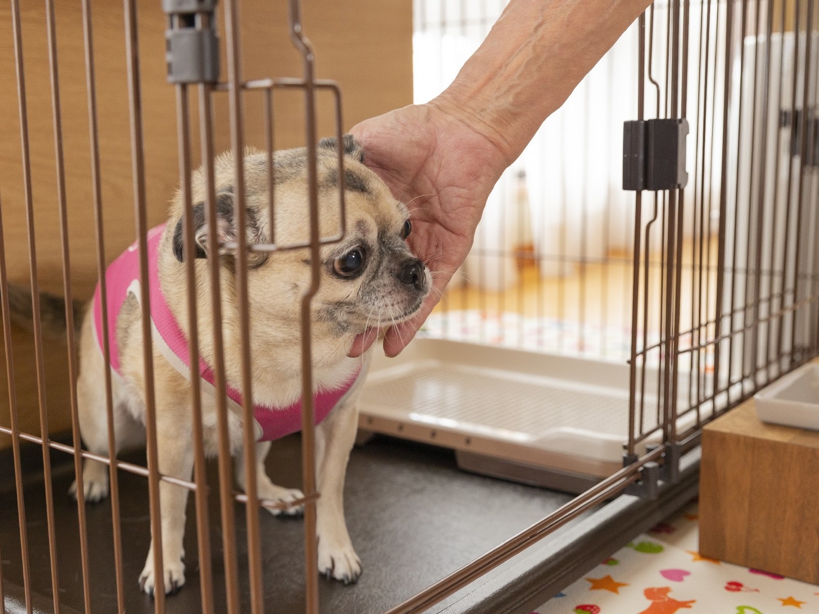 ホテル森の風鶯宿 【愛犬と同室宿泊♪】＜お食事は"個室確約"＞ご夕食は特選 創作会席＜専用アメニティー完備＞