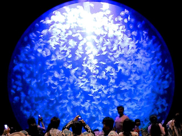 たちばなや 【観光旅行】加茂水族館チケット付プラン