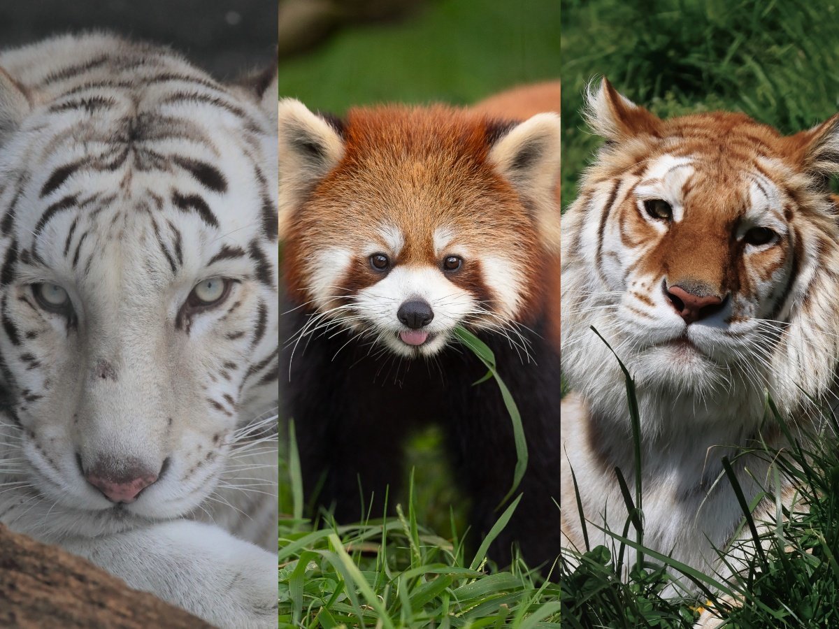 メルキュール裏磐梯リゾート＆スパ 迫力の動物たち！野生の王国【東北サファリパーク】入園券付きファミリー宿泊プラン＜夕朝食付＞