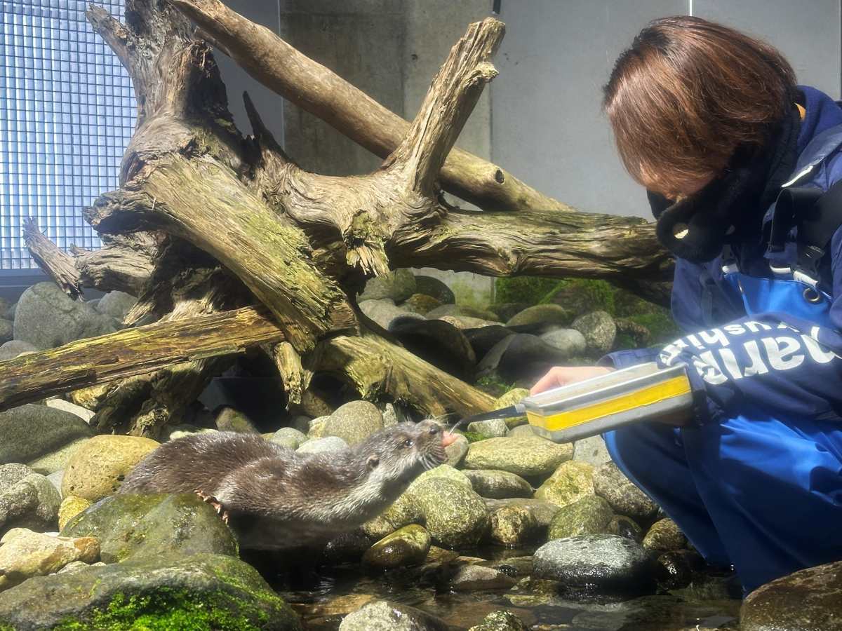 メルキュール裏磐梯リゾート＆スパ 湖川の淡水生物を知る【いなわしろカワセミ水族館】入館券付き！夕朝食付ファミリープラン