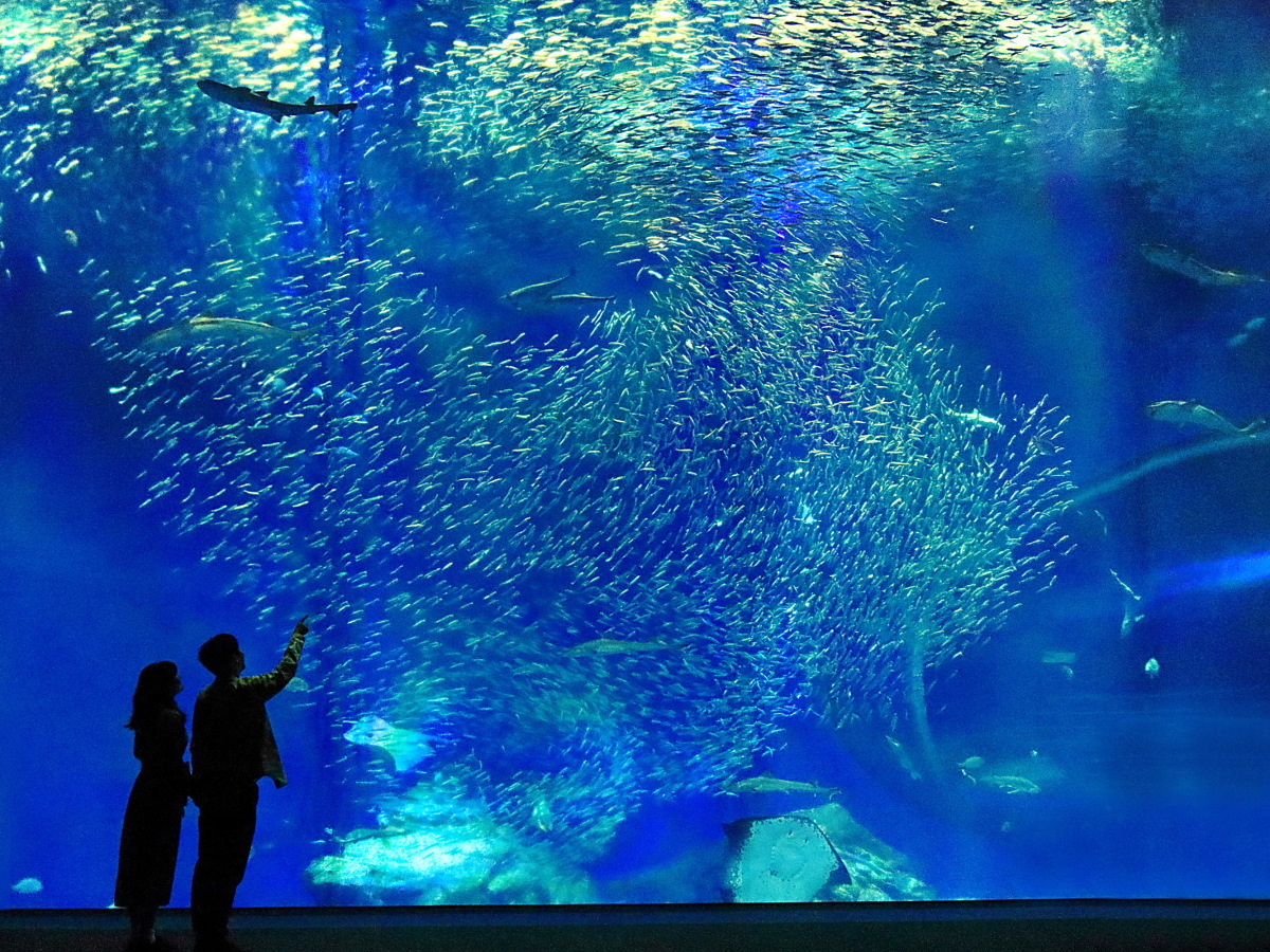 大洗パークホテル 【GW×アクアワールドチケット付】5/3～5/5限定！水族館目の前の好立地＜和洋特選会席■＞
