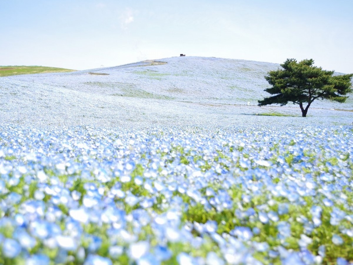 大洗パークホテル 【早期割30】早めのご予約がお得！大洗周遊に便利な立地＜和洋スタンダード会席★＞