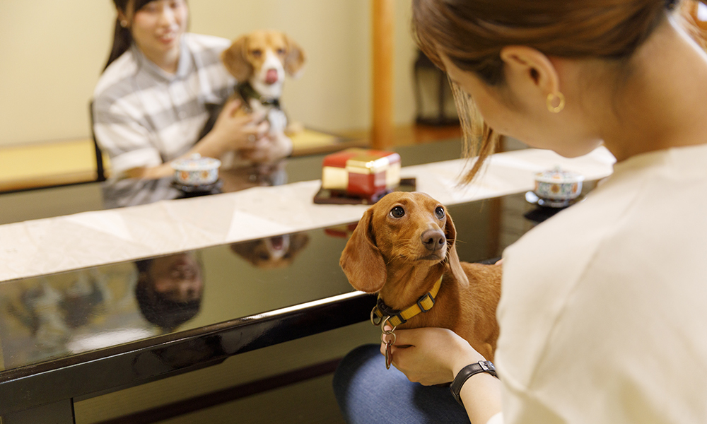 きぬ川国際ホテル 【ファミリー】愛犬・愛猫と温泉旅行★お食事処★スタンダードの季節の和食膳