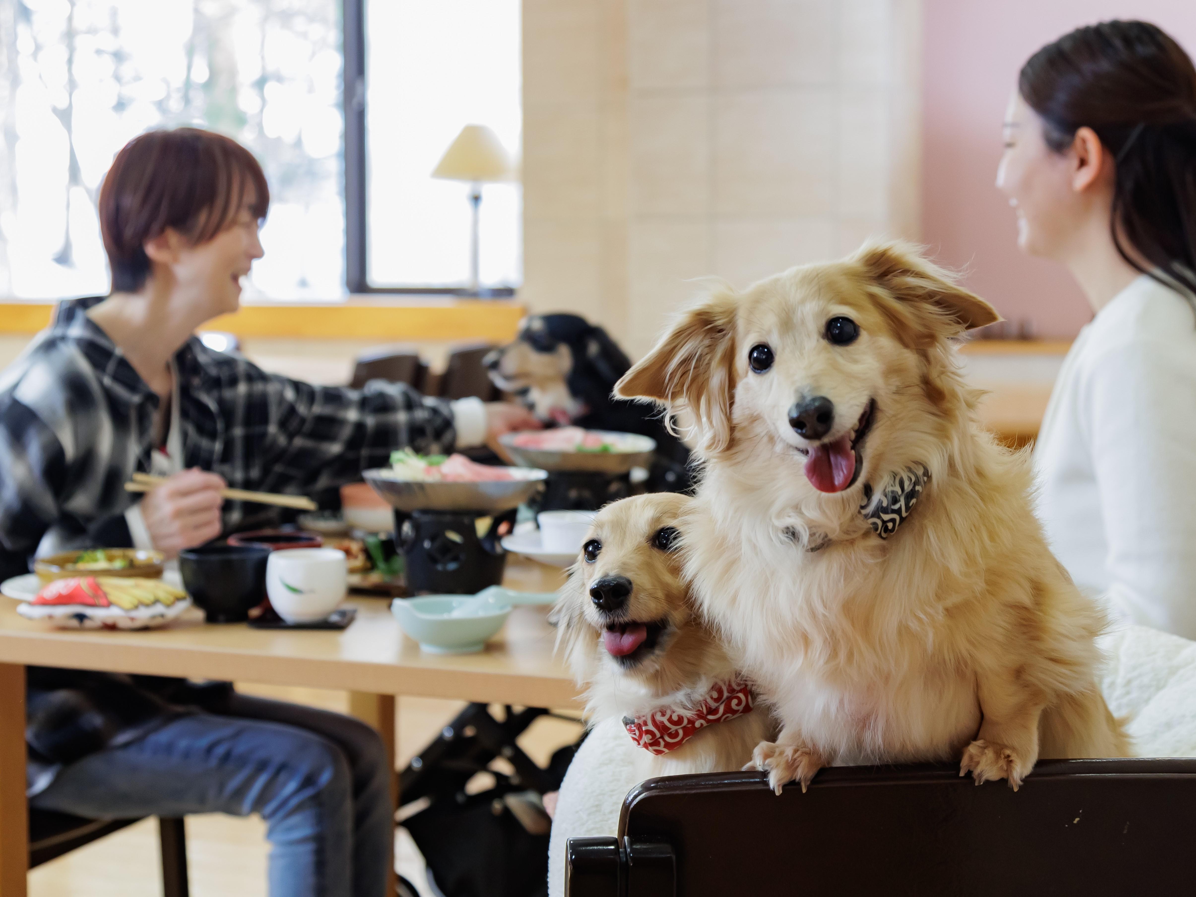 亀の井ホテル 塩原 ワンちゃんの宿（旧：亀の井ホテル 塩原） ワンちゃんと一緒♪【土地の恵み会席】A5ランク那須牛と季節の食材の人気会席