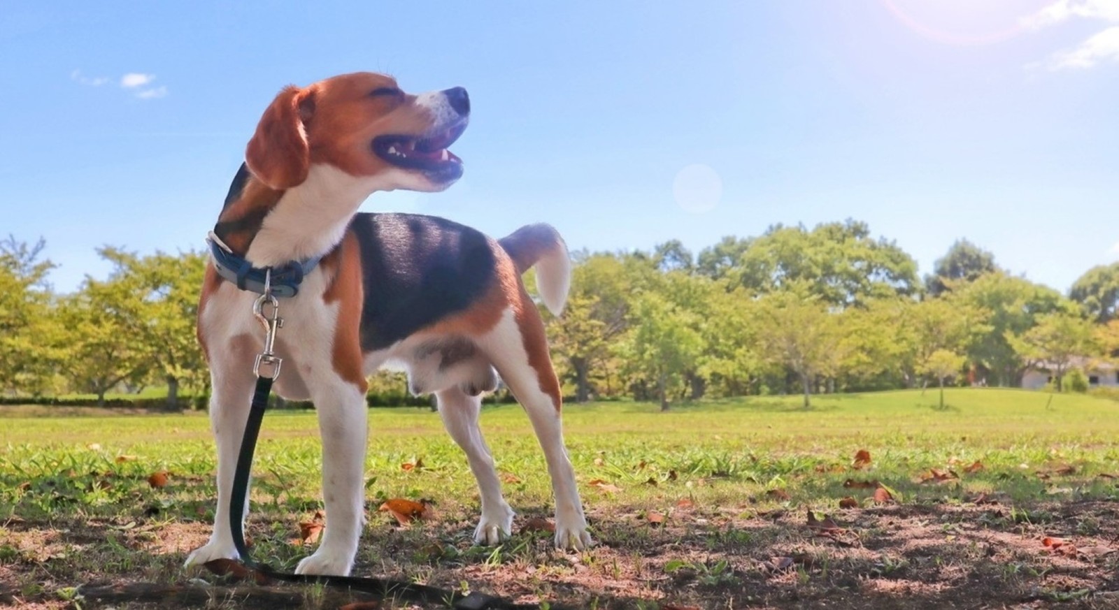 ゆとりろガーデン北軽井沢ホテルwithDOGS 【直前割×特選コース】直前のご予約で当館最上級プランをお得に愉しむ＜特選コース■＞