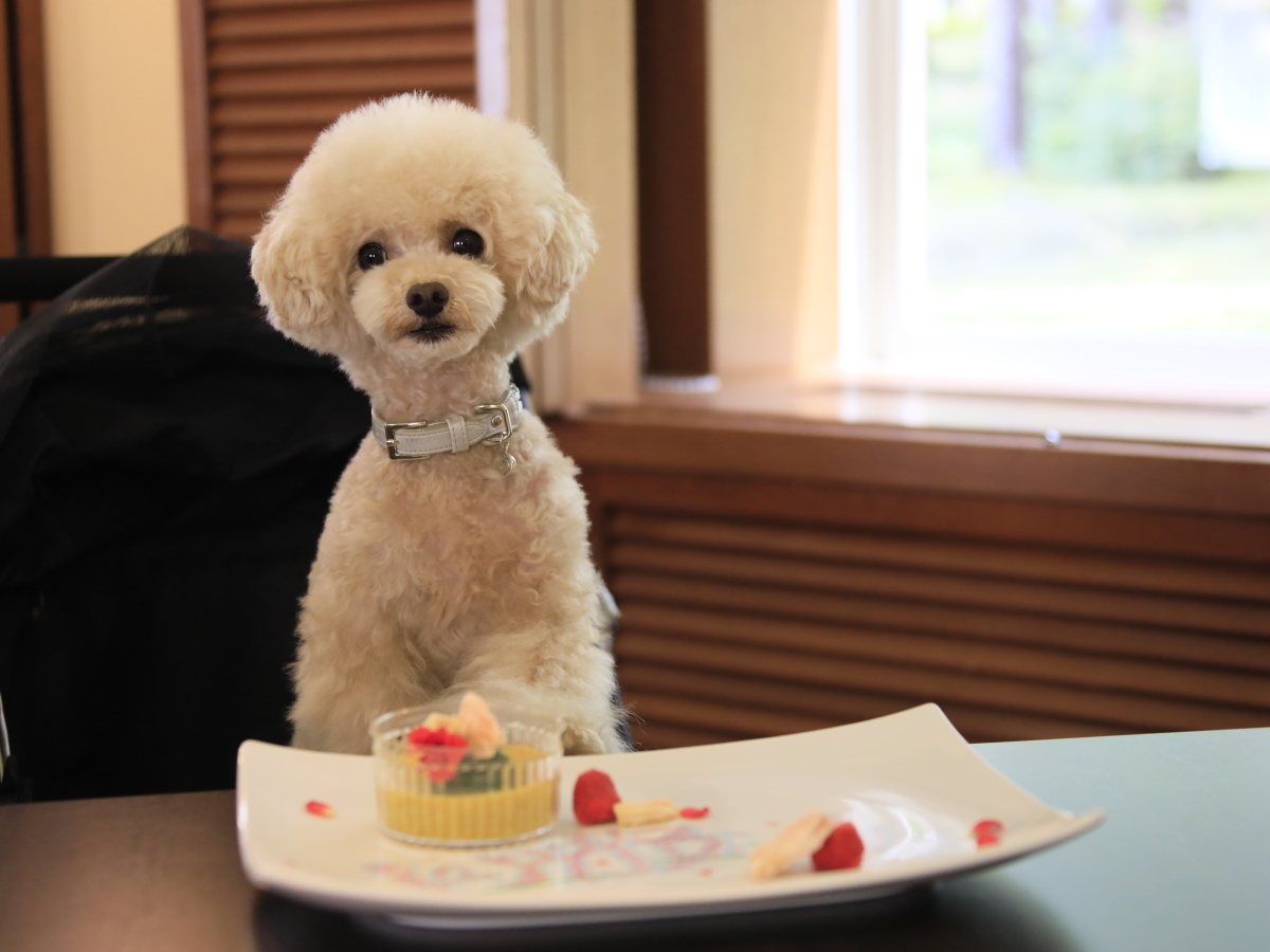 ゆとりろガーデン北軽井沢ホテルwithDOGS 【わんわんAnniversary】ワンちゃんケーキ＆記念写真付き記念日プラン＜基本コース★＞