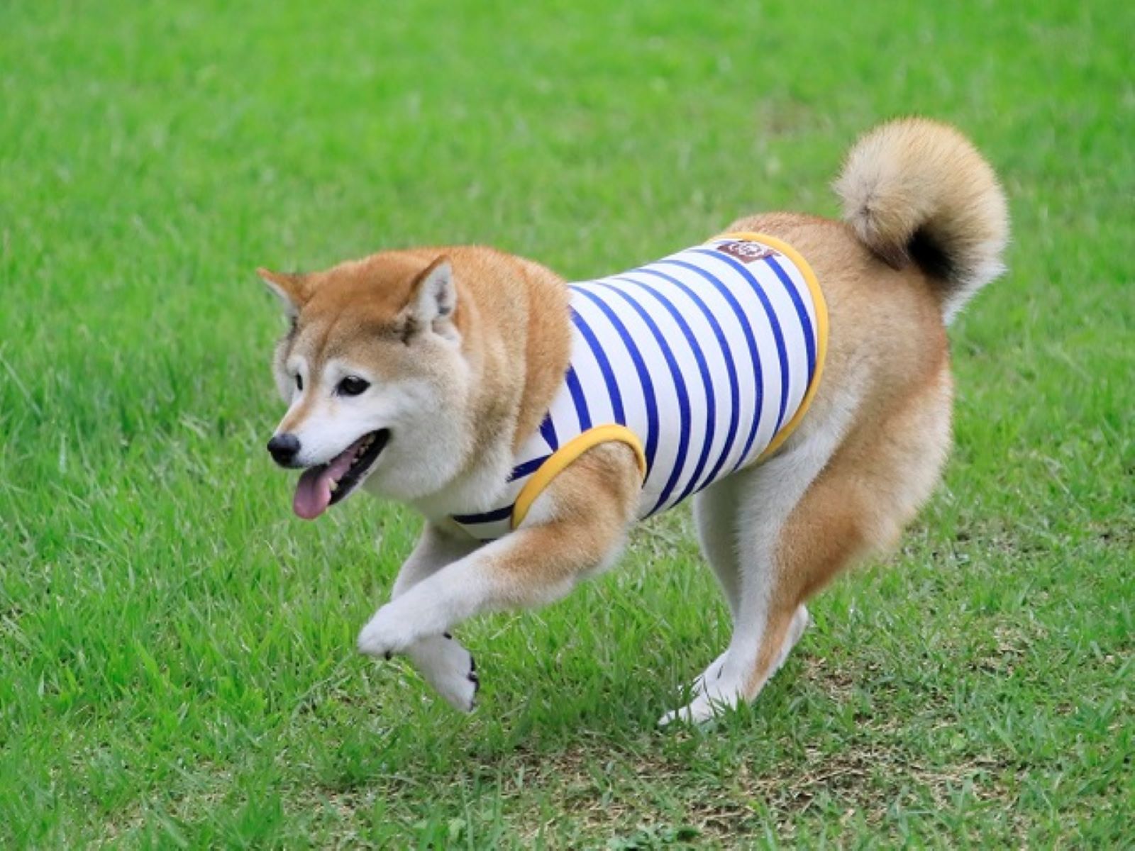ゆとりろガーデン北軽井沢ホテルwithDOGS 【早期割20×基本】当館スタンダードを特別価格＆ワンちゃん利用料半額でお得に先取り＜★基本コース＞