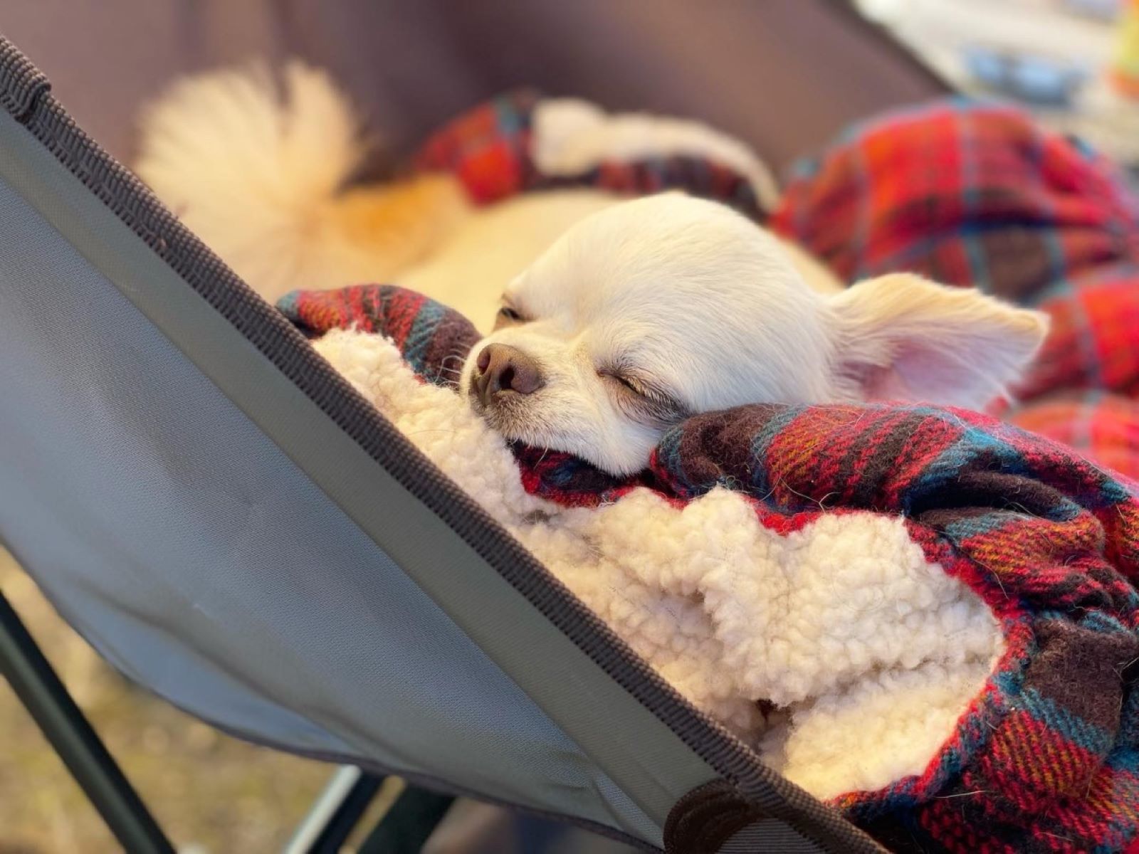ゆとりろガーデン北軽井沢ホテルwithDOGS 【シニア犬旅応援】お食事無料UPグレード＆シニア犬利用料無料！愛犬とのんびり旅満喫＜★基本コース＞