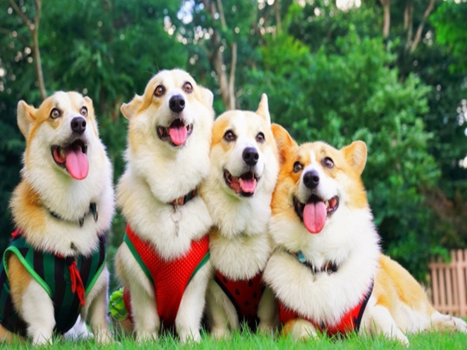 ゆとりろガーデン北軽井沢ホテルwithDOGS 【お盆×直前割】≪8/8-8/15限定≫直前のご予約でお得に／愛犬と避暑地で満喫＜〇お盆限定＞