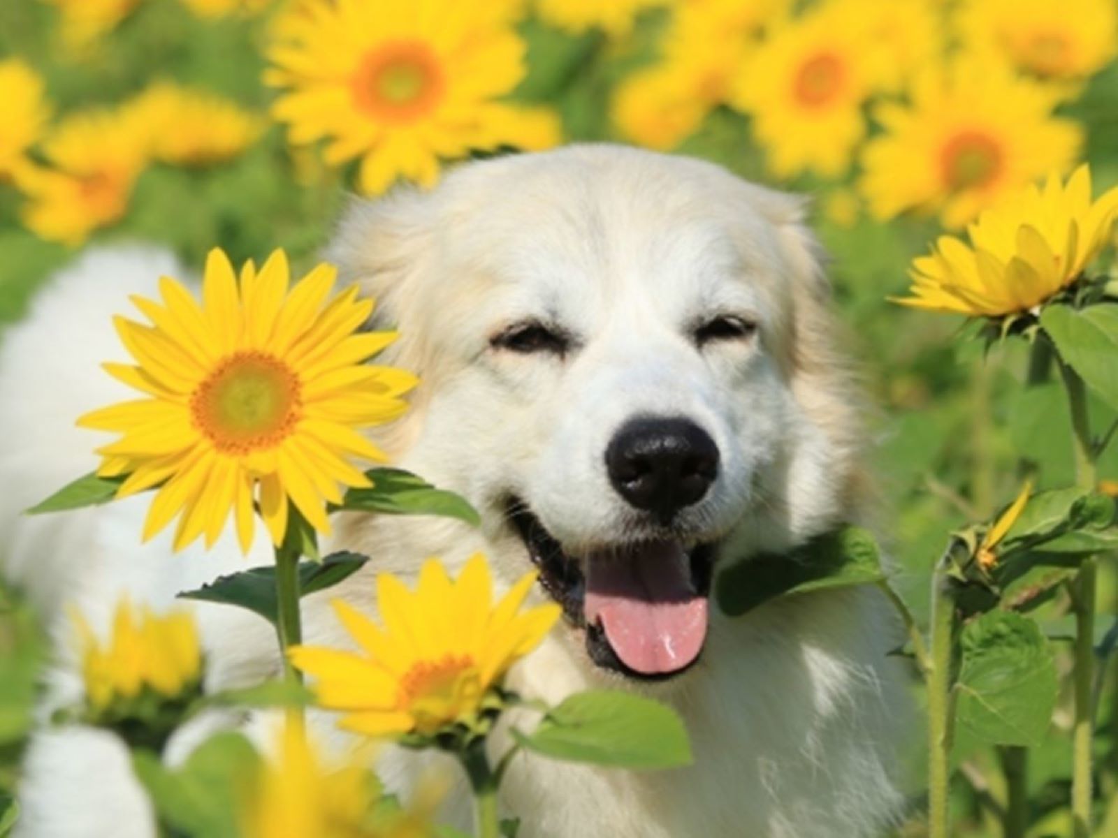 ゆとりろガーデン北軽井沢ホテルwithDOGS 【お盆限定プラン】≪8/8-8/15限定≫夏本番！愛犬と避暑地の自然を満喫＜〇お盆限定＞