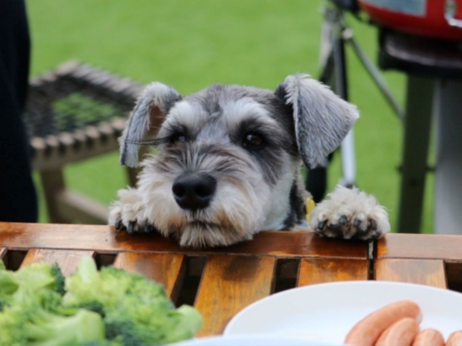 ゆとりろガーデン北軽井沢ホテルwithDOGS 【BBQ】≪ドリンクセット付き≫愛犬とバーベキューを堪能／北軽井沢の自然を味わう旅へ＜●BBQ＞