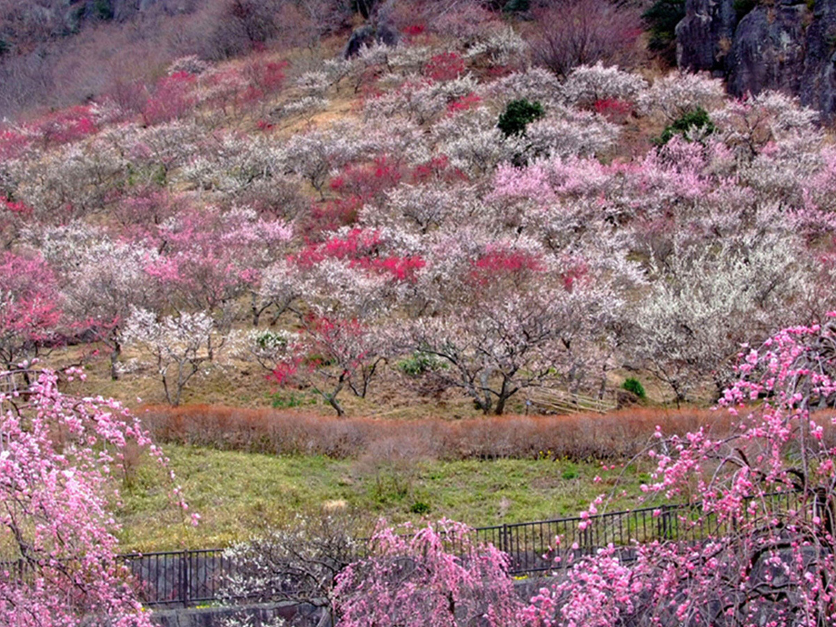 源泉のお宿　湯河原千代田荘 梅の宴