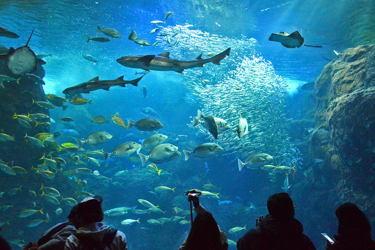 ホテル法華クラブ湘南藤沢 光輝く海のファンタジー☆新江ノ島水族館プラン