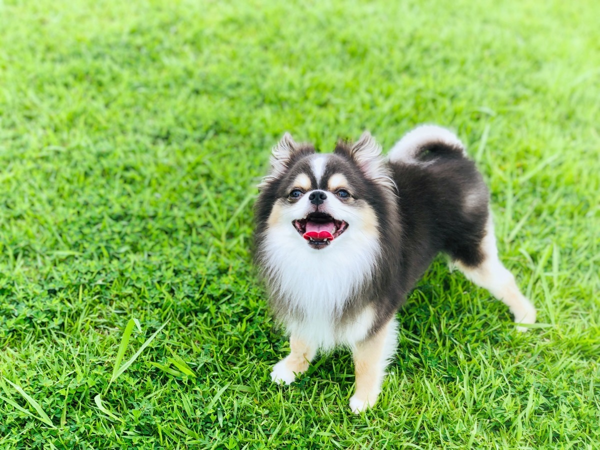 ゆるり箱根withDOGS 【サマーセール】《最大30％OFF》わんちゃんビュッフェ無料！のんびり贅沢な癒しのひとときを＜□特選鍋会席＞