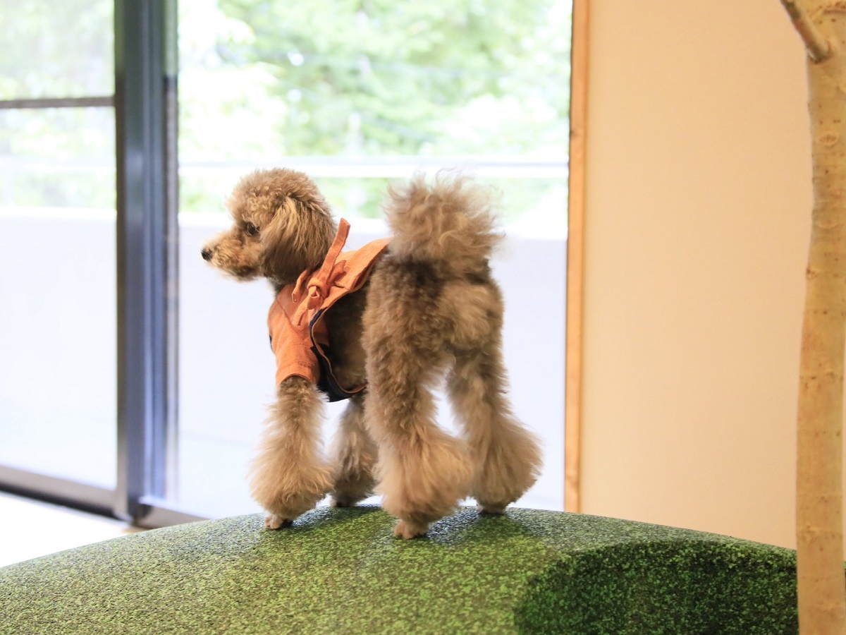 ゆるり箱根withDOGS 【早期割20×基本鍋】20日前までのご予約がお得／わんちゃん利用半額＜☆基本鍋会席＞