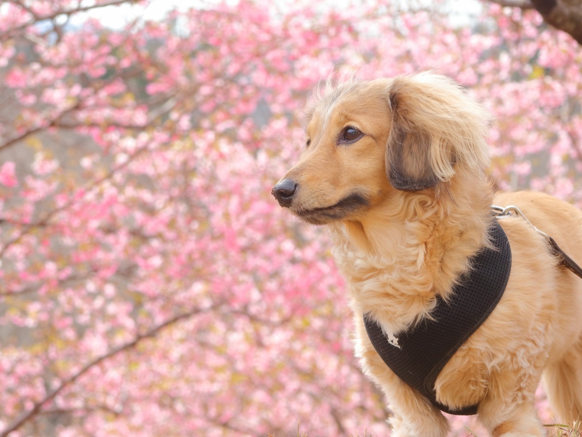 ゆるり箱根withDOGS 【春旅応援SALE】《最大20％OFF》のんびり贅沢な癒しのひとときを／愛犬用ビュッフェも無料＜□特選鍋会席＞