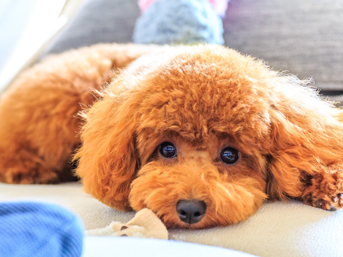 ゆとりろ越後湯沢 【愛犬と一緒×素泊まり】チェックインは22時まで！観光も食事も自由に愉しむ湯沢旅＜素泊まり＞　