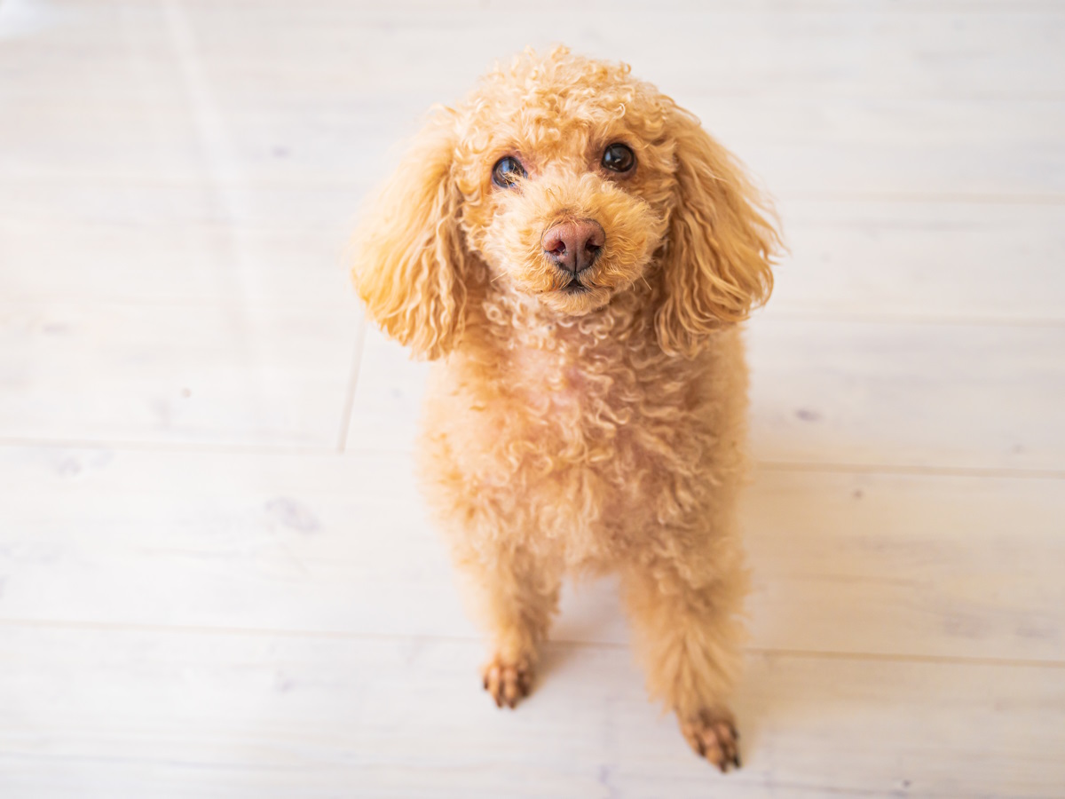 ゆとりろ越後湯沢 【愛犬と一緒×朝食付き】チェックインは22時まで／こだわりの朝食でエネルギーチャージ！＜朝食付き＞　