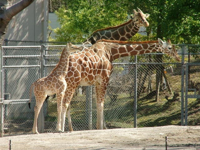 まつさき 鳳凰棟【毎年大好評！人気のいしかわ動物園チケットが全員に付いてお得】～ファミリープラン～