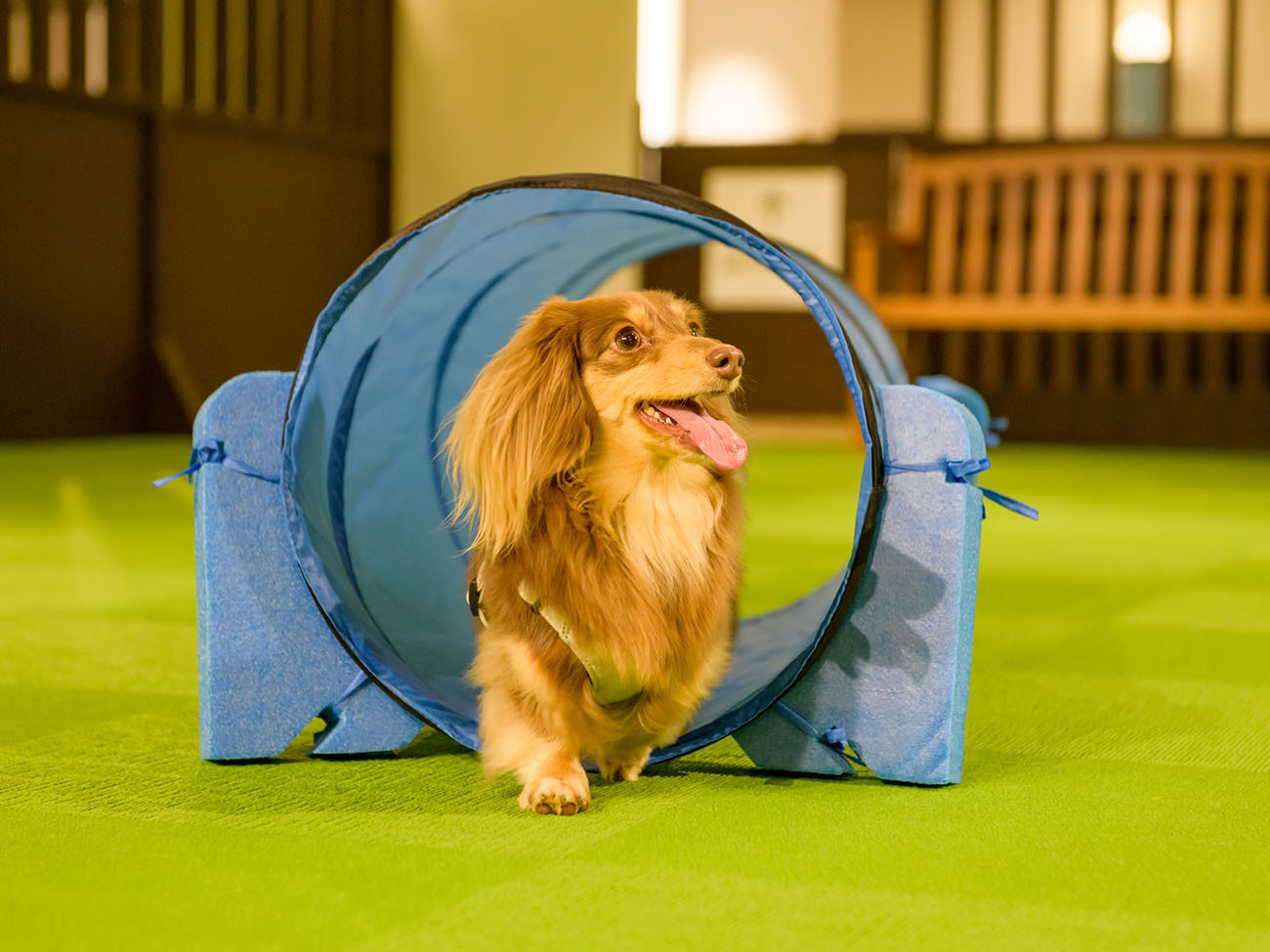 大江戸温泉物語わんわんリゾート 矢田屋松濤園 【素泊まり】遅めのチェックインOK！お食事なしのシンプルプラン