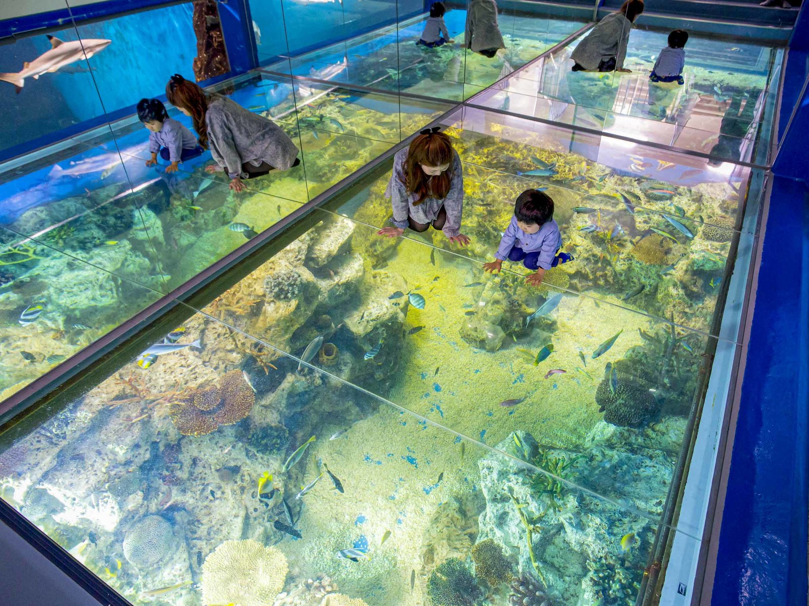 北陸　福井　あわら温泉美松 【越前松島水族館】見て・触れて・楽しく学べる体験型水族館！入館券＆家族旅行に嬉しい2大特典付きプラン