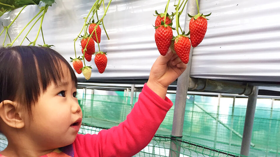 春日居びゅーほてる 【いちご狩り】1泊2食★提携農園で楽しむ大粒イチゴ食べ放題プラン！宿から無料送迎可