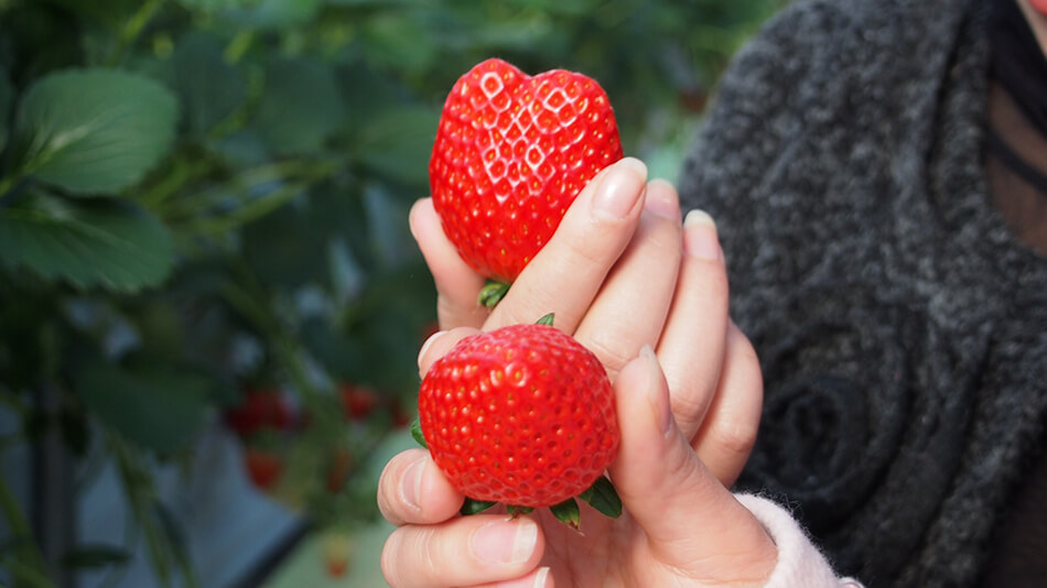 ホテル花いさわ 【いちご狩り】大きな苺が食べ放題★提携農園で楽しむイチゴ狩り付プラン！宿から無料送迎可