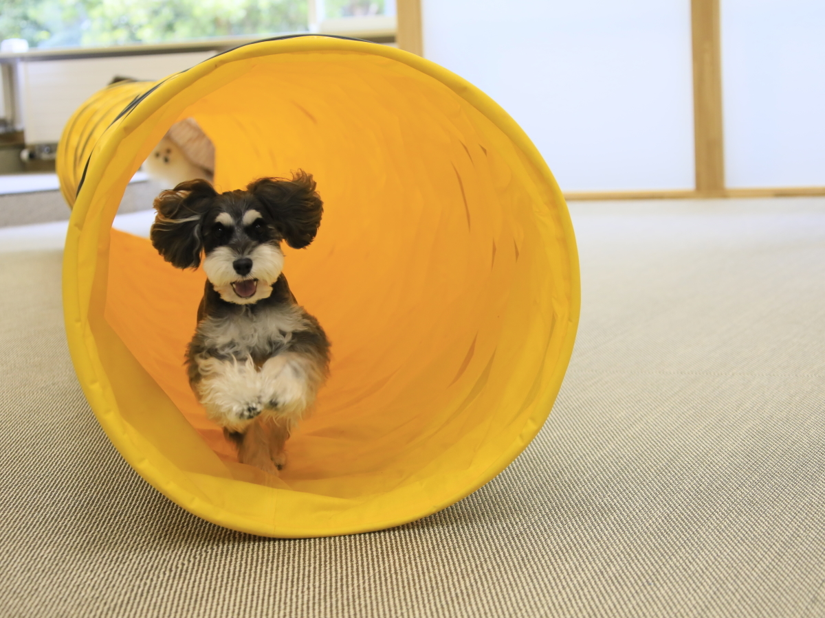 ゆとりろ蓼科ホテルwithDOGS 【スタンダードプラン】当館の基本プランで愛犬と一緒に旅行を楽しむ＜風コース★＞