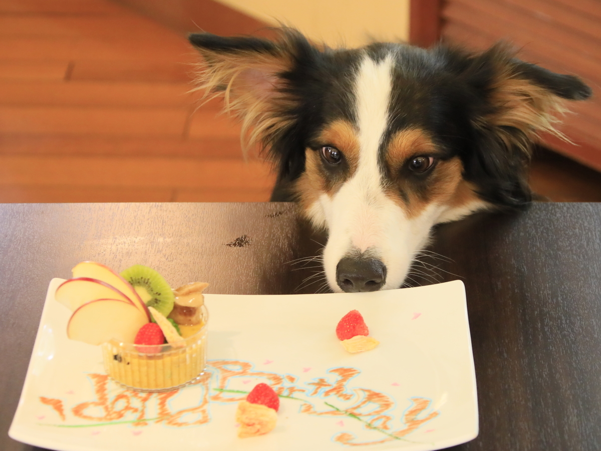 ゆとりろ蓼科ホテルwithDOGS 【わんわんAnniversary】お誕生日やうちの子記念日に！愛犬用ケーキでお祝い＜風★＞