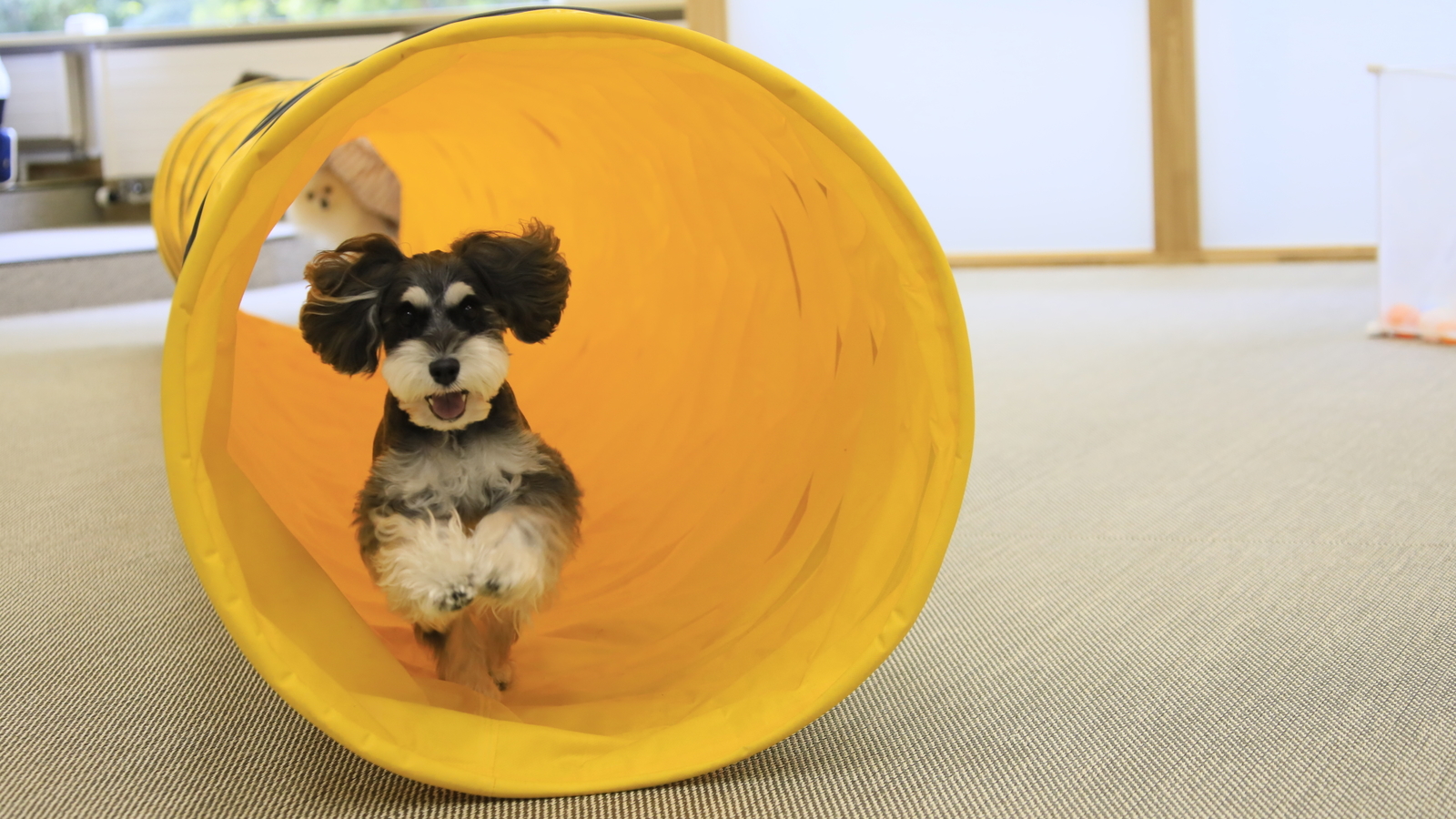 ゆとりろ蓼科ホテルwithDOGS 【お籠り旅×朝食付】チェックインは21時まで！お部屋で愛犬とゆったりお過ごし＜朝食のみ/お部屋食＞