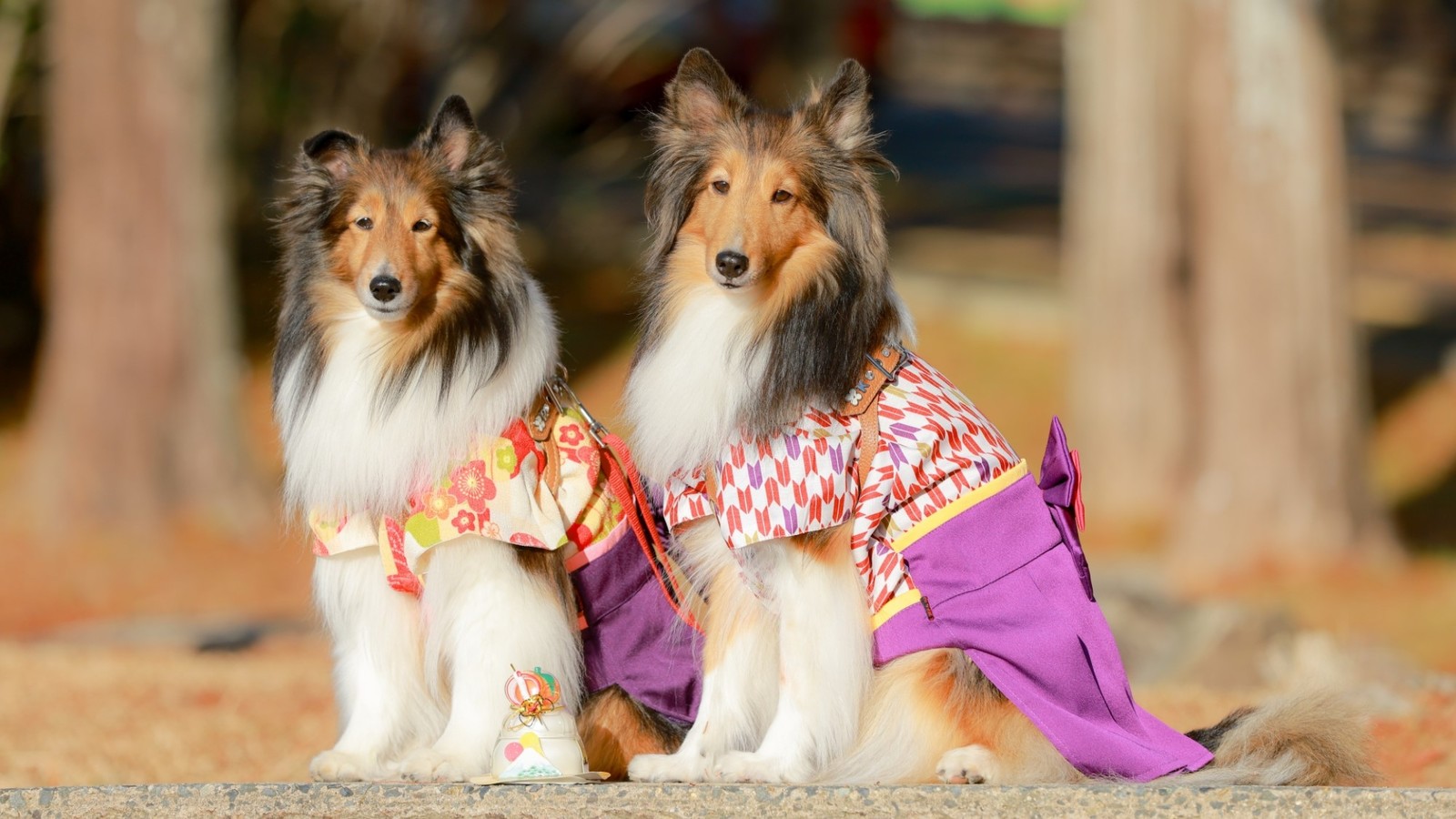 ゆとりろ蓼科ホテルwithDOGS 【年末年始×お部屋食】≪12/31-1/1限定≫年末年始のお食事は愛犬とお部屋でゆったり満喫＜年末年始特別夕朝食付＞