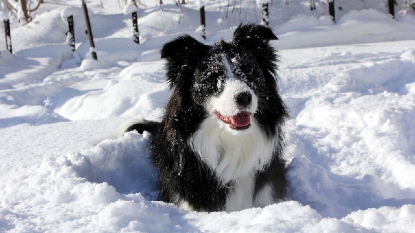ゆとりろ蓼科ホテルwithDOGS 【お手軽旅】≪2食付き最安値≫お得な特典付／冬の蓼科を愛犬と満喫＜季節限定▽＞