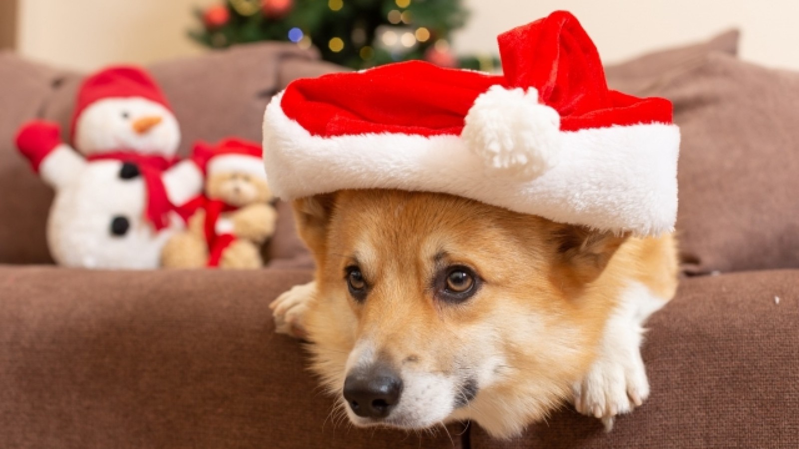 ゆとりろ蓼科ホテルwithDOGS 【クリスマス】ワンドリンク＆わんちゃんケーキプレゼント／大切な愛犬とほっこりクリスマス＜風★＞