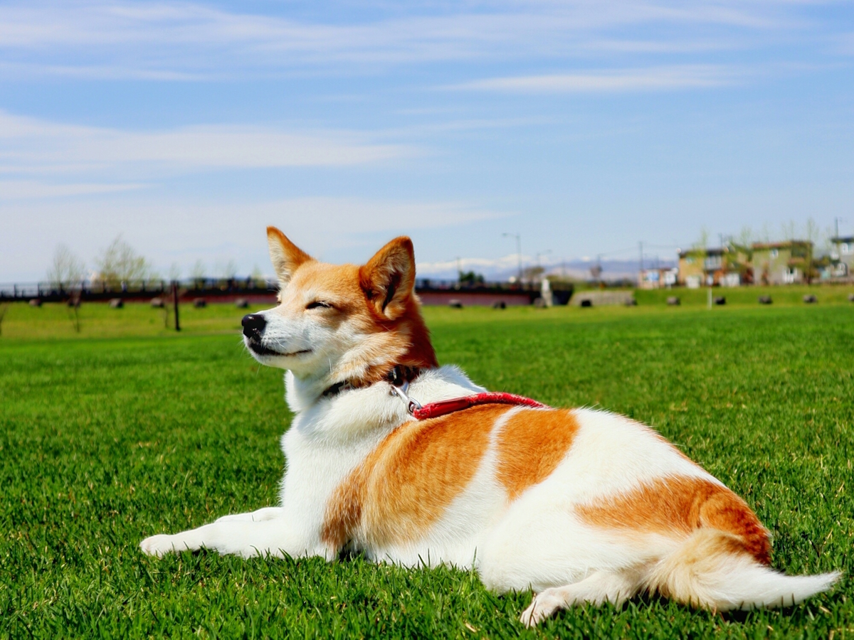 ゆとりろ蓼科ホテルwithDOGS 【GWプラン】≪5/2-5/5限定≫喧騒から離れた自然豊かな蓼科で愛犬と旅を満喫＜◆GW限定＞