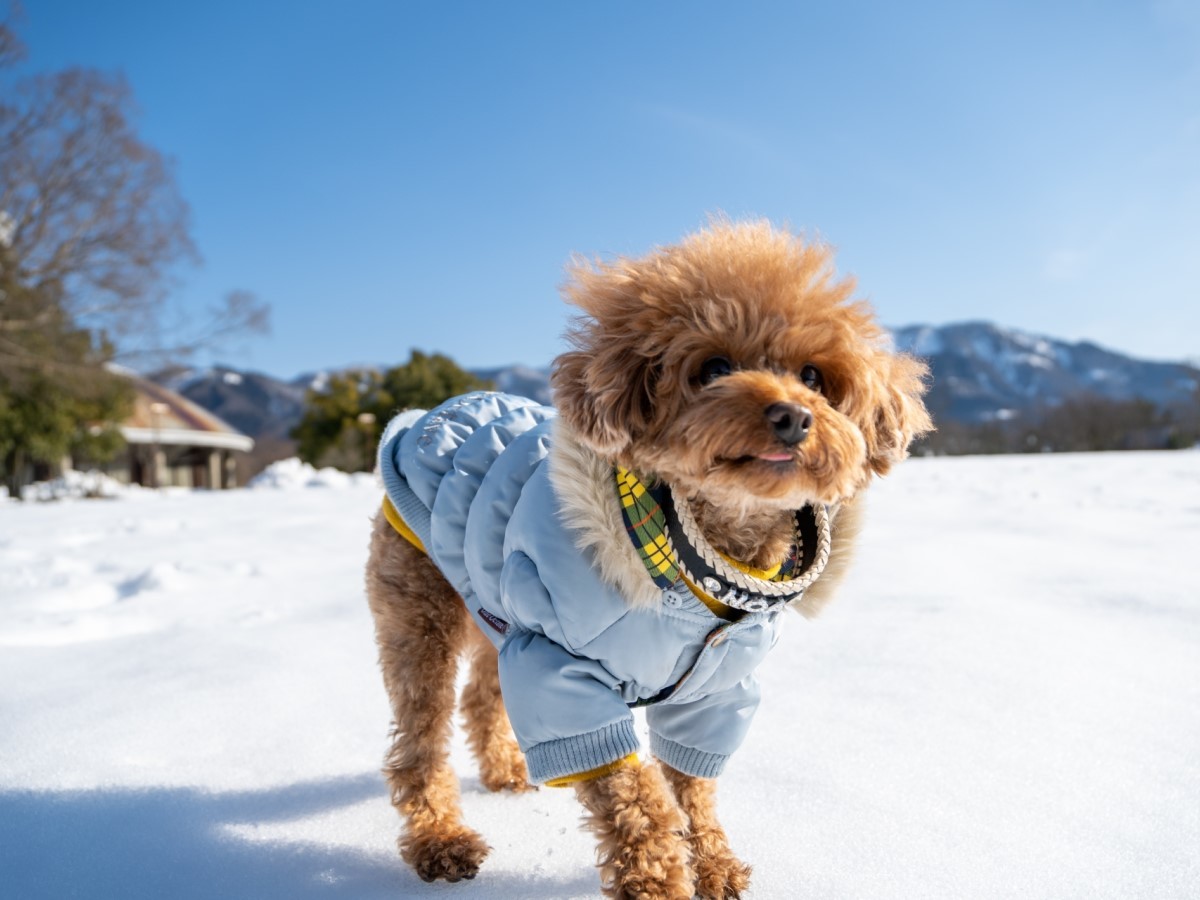 ゆとりろ蓼科ホテルwithDOGS 【季節限定】お手軽なお食事で愛犬との蓼科旅を気軽に愉しむ＜季節限定▽＞