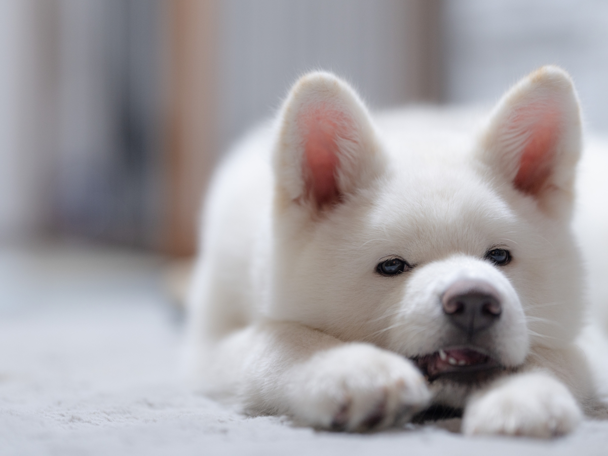 ゆとりろ蓼科ホテルwithDOGS 【お籠り旅×朝食付】チェックインは21時まで！お部屋で愛犬とゆったりお過ごし＜朝食のみ/お部屋食＞