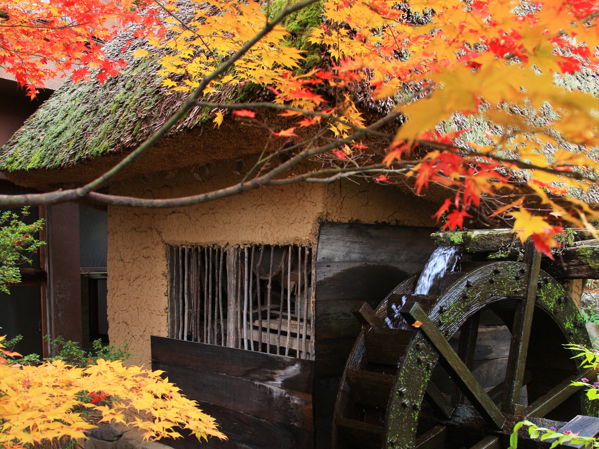 旅館花屋 【９/１～１１/９限定】松茸尽くしプラン　～松茸料理７品、贅を極める松茸会席～
