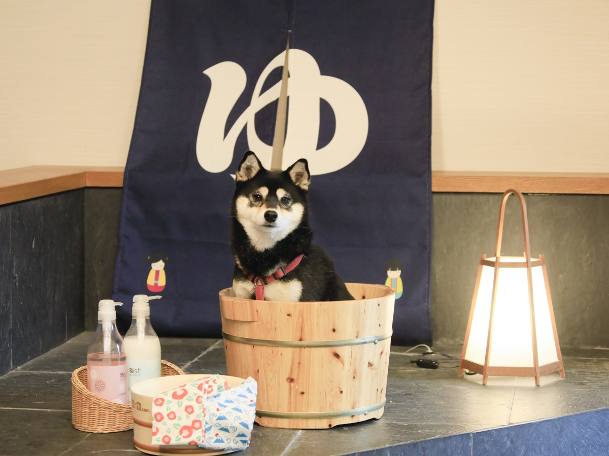 ゆるり西伊豆 【素泊まり】チェックインは22時まで！自由気ままに愛犬との旅行を満喫＜食事なし＞
