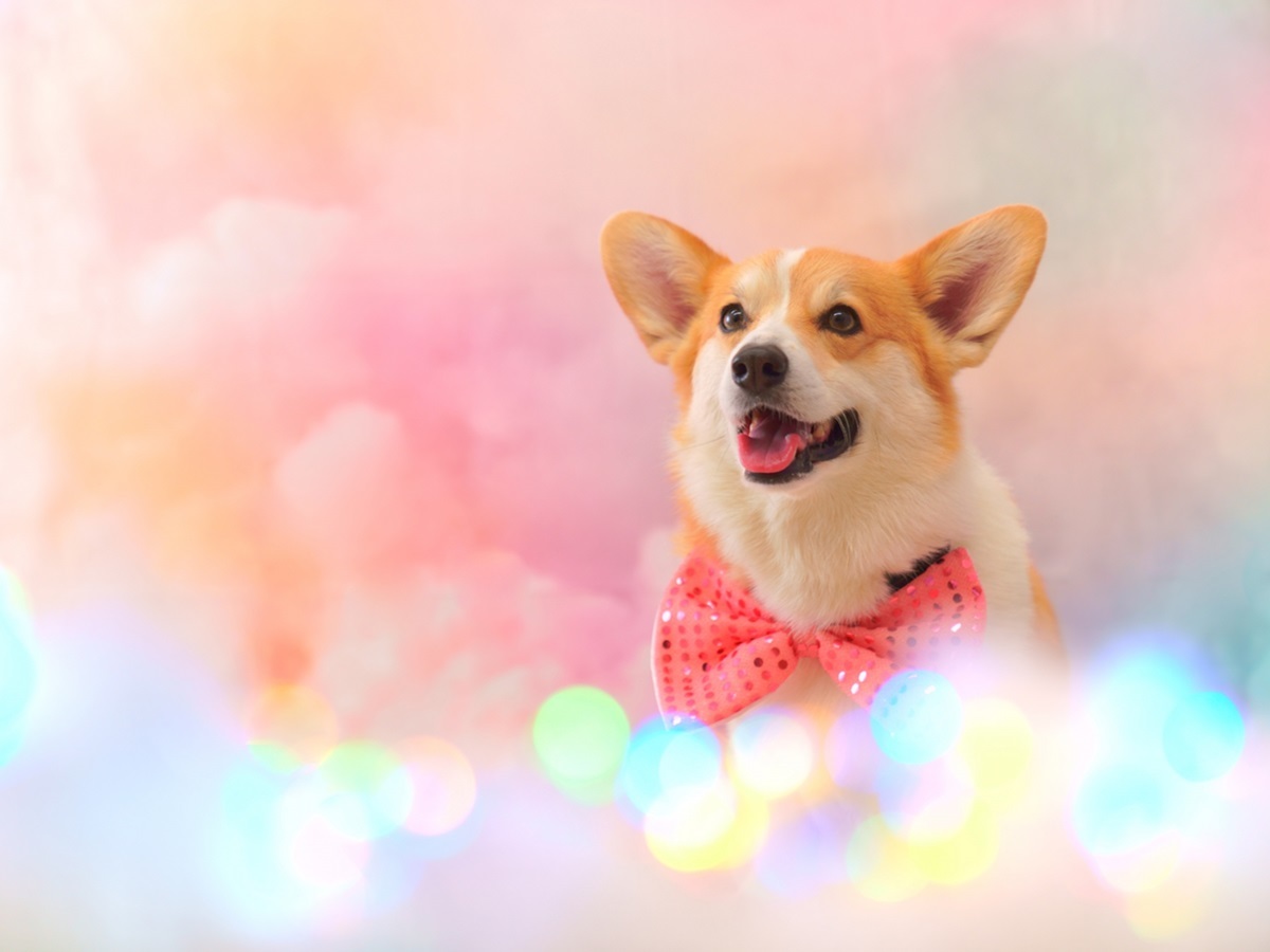 ゆるり西伊豆 【開業5周年記念】5大特典付きプランで愛犬とゆるり旅♪＜◎最上級コース＞