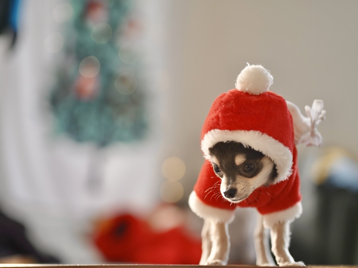 ゆるり西伊豆 【クリスマス】ピザにおもちゃにワインまで！ゆるりで過ごす聖夜のごほうびプラン＜★基本コース＞